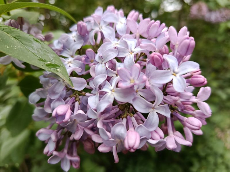 Elixir floral : Lilas 30ml