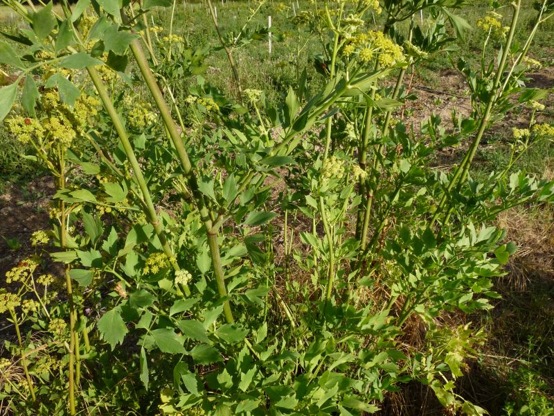 *Huile essentielle bio : Livèche (Ache des montagnes) 2ml – Image 2