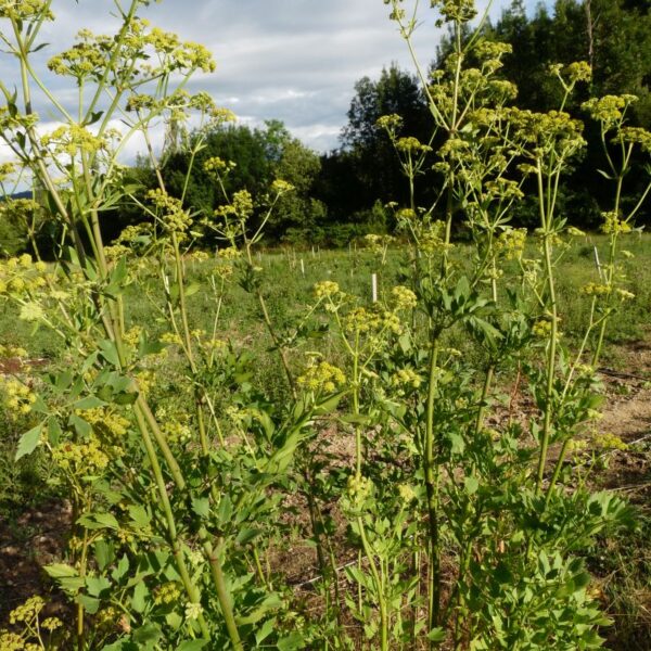 *Huile essentielle bio : Livèche (Ache des montagnes) 2ml