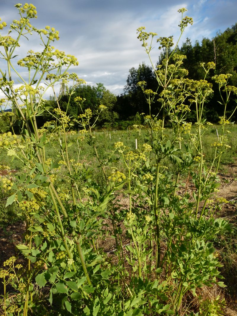 *Huile essentielle bio : Livèche (Ache des montagnes) 2ml