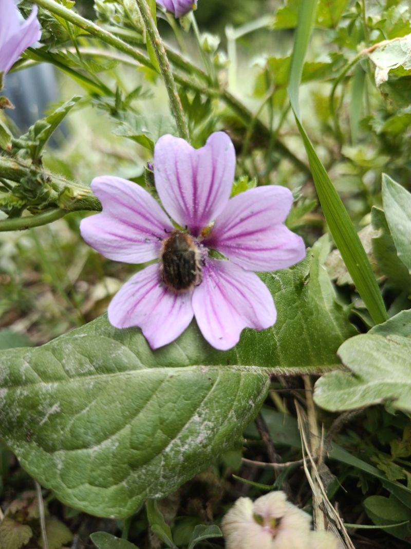 Elixir floral : Mauve 30ml – Image 2