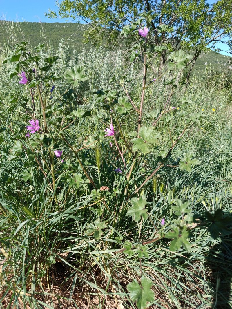 *Hydrolat (eau florale) bio : Mauve – Image 2