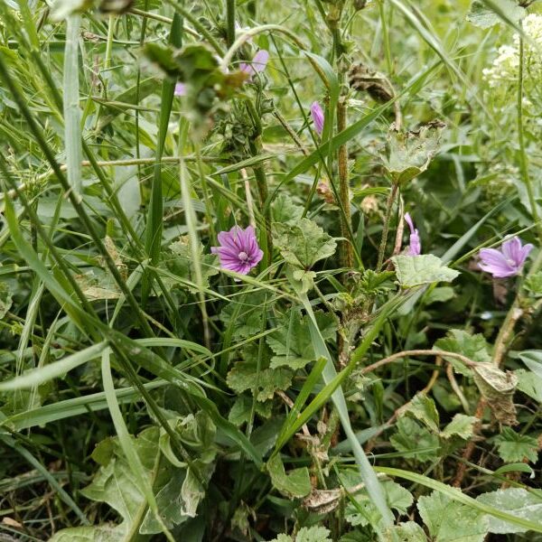 *Hydrolat (eau florale) bio : Mauve