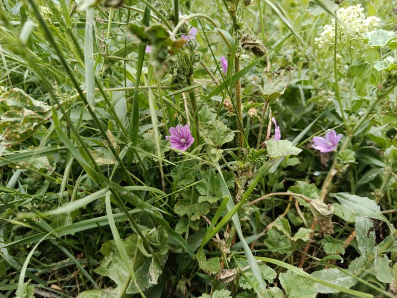 *Hydrolat (eau florale) bio : Mauve