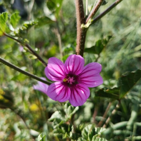 Elixir floral : Mauve 30ml