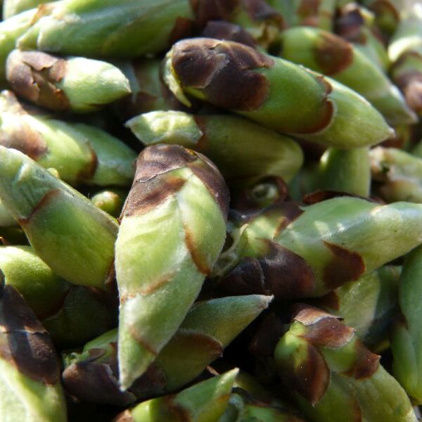 *Macérât bio de bourgeons : Mûrier