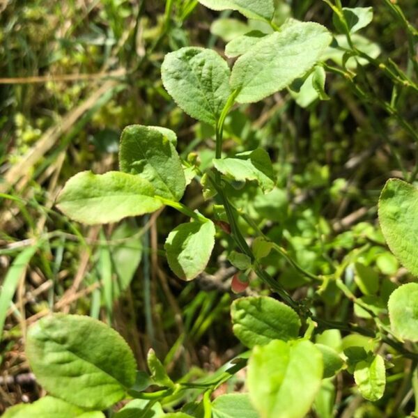 *Macérât bio de bourgeons : Myrtille