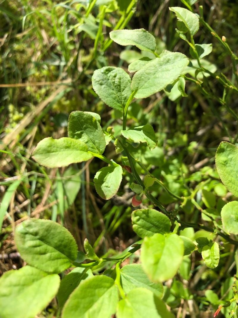 *Macérât bio de bourgeons : Myrtille
