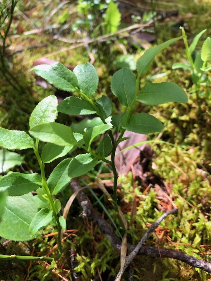 *Macérât bio de bourgeons : Myrtille – Image 2