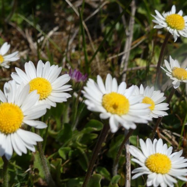 *Huile de macération : Pâquerette