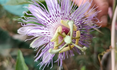 passiflore