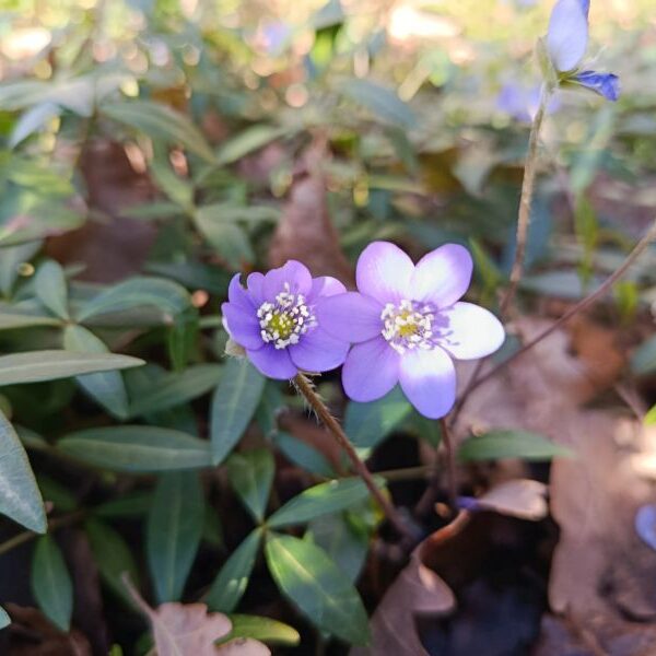 Elixir floral : Pervenche 30ml