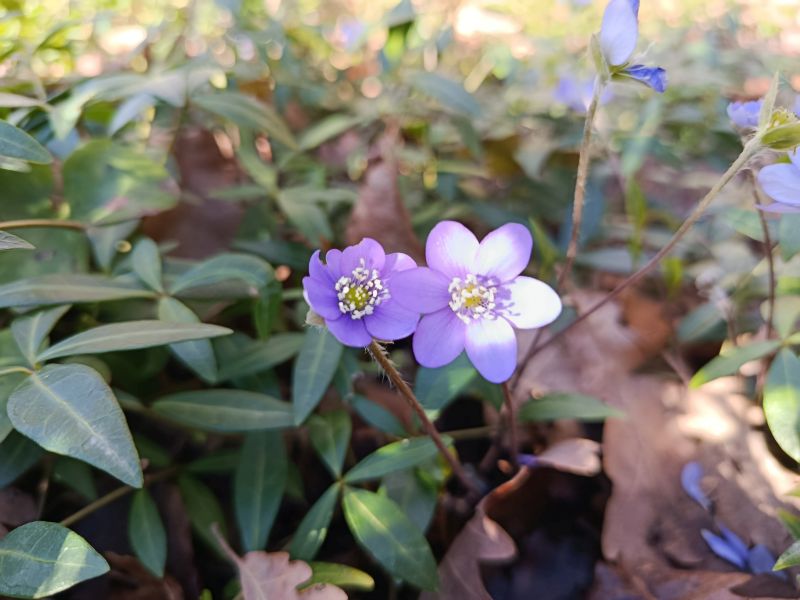 Elixir floral : Pervenche 30ml