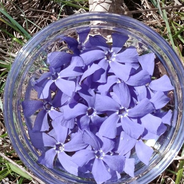 Elixir floral : Pervenche 30ml