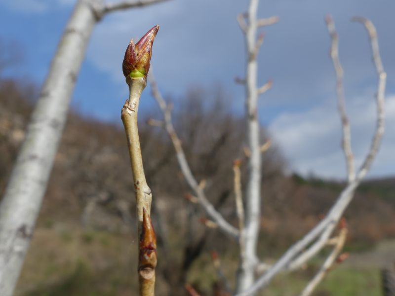 *Complexe de Bourgeons - Tension Artérielle – Image 2