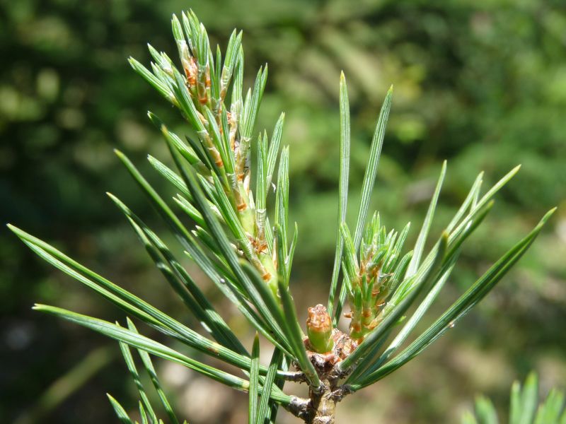 *Macérât bio de bourgeons : Pin sylvestre – Image 2