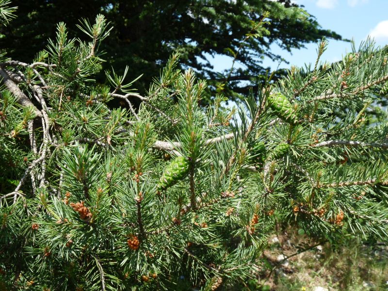 *Hydrolat (eau florale) bio : Pin sylvestre