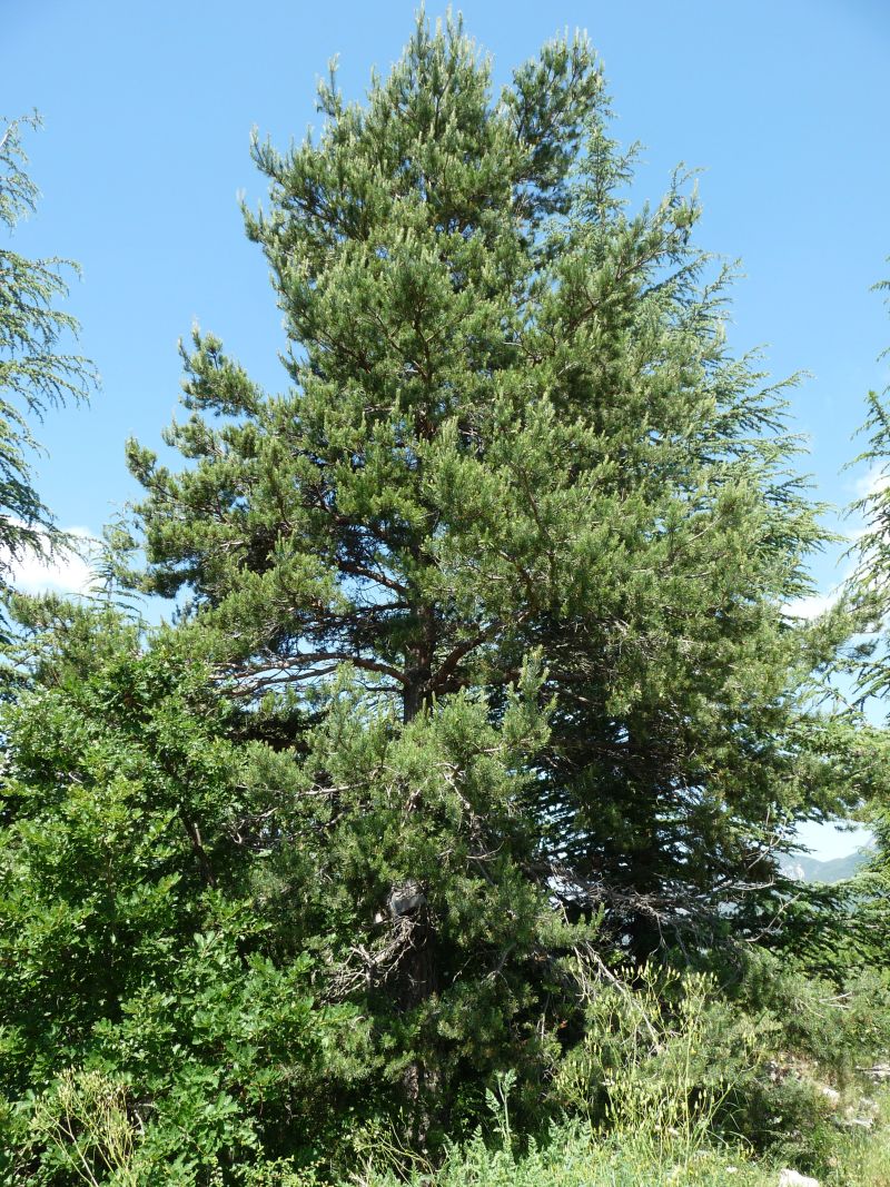 *Hydrolat (eau florale) bio : Pin sylvestre – Image 2