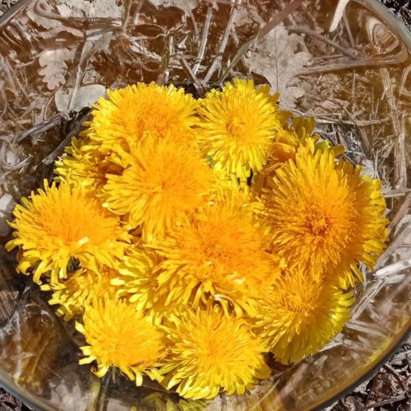 Elixir floral : Pissenlit 30ml