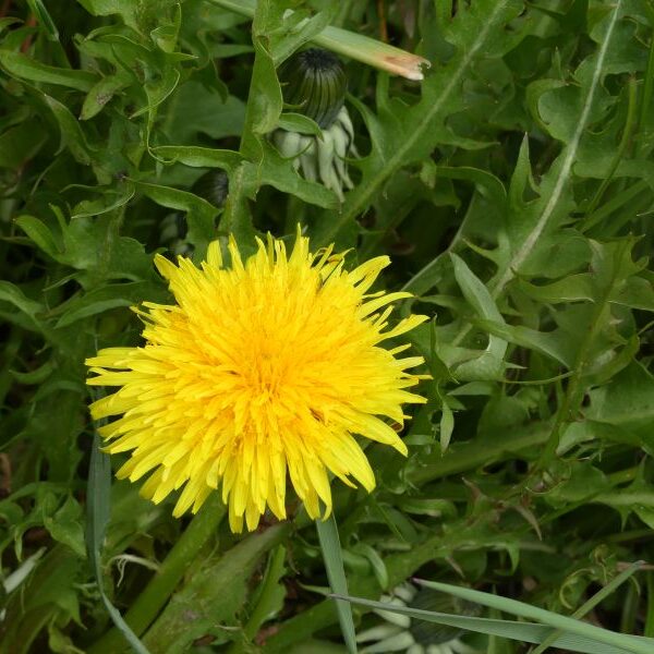 *Hydrolat (eau florale) bio : Pissenlit