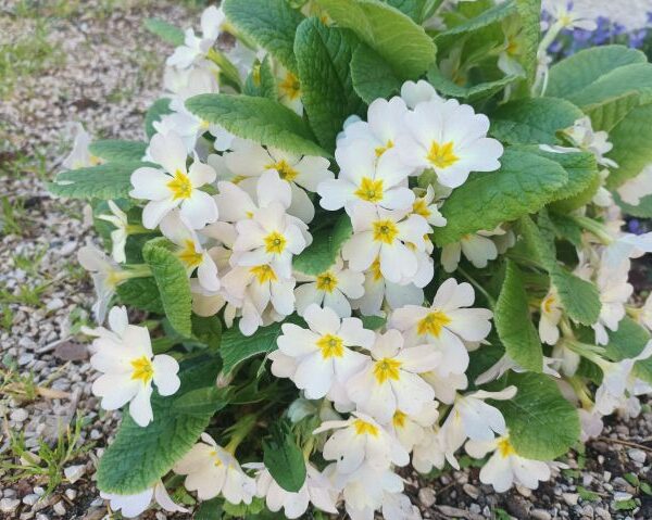 *Huile de macération : Primevère