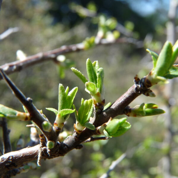 *Macérât bio de bourgeons : Prunellier