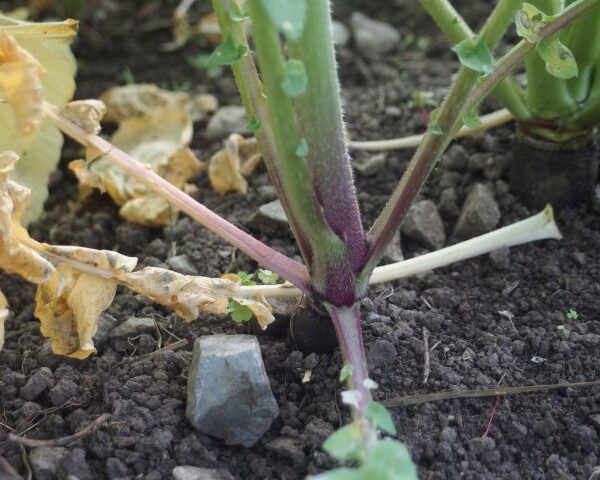 *Extrait alcoolique Bio : Radis noir