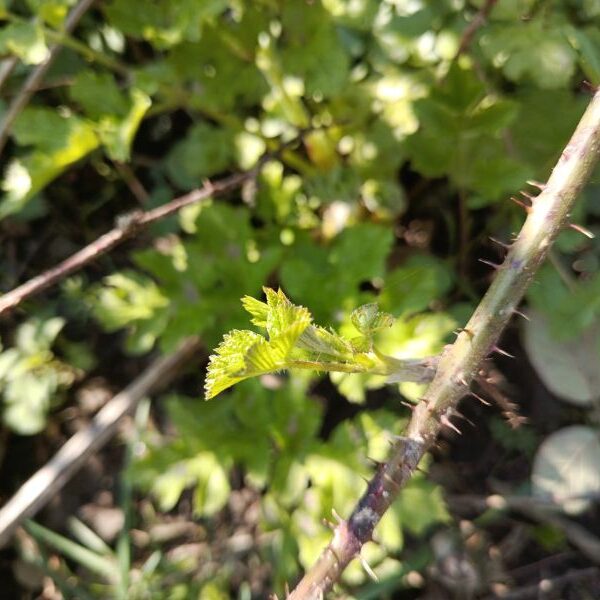 *Macérât bio de bourgeons : Ronce