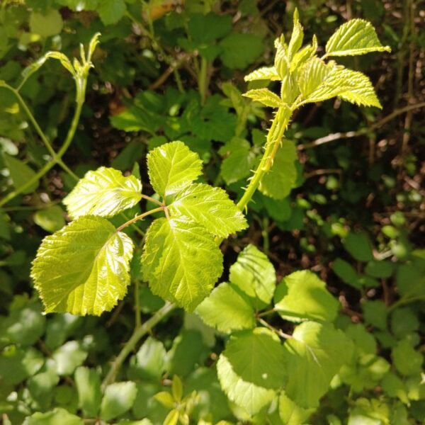 *Hydrolat (eau florale) bio : Ronce