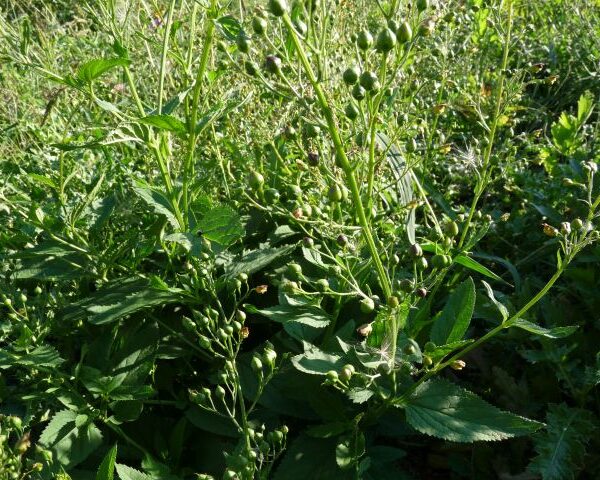 *Huile de macération : Scrofulaire