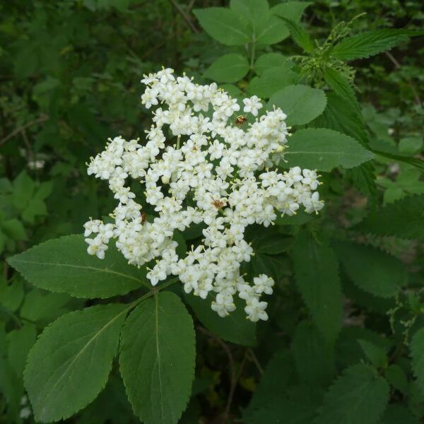 *Hydrolat (eau florale) bio : Sureau noir