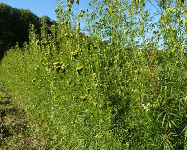 *Hydrolat (eau florale) bio : Tagète