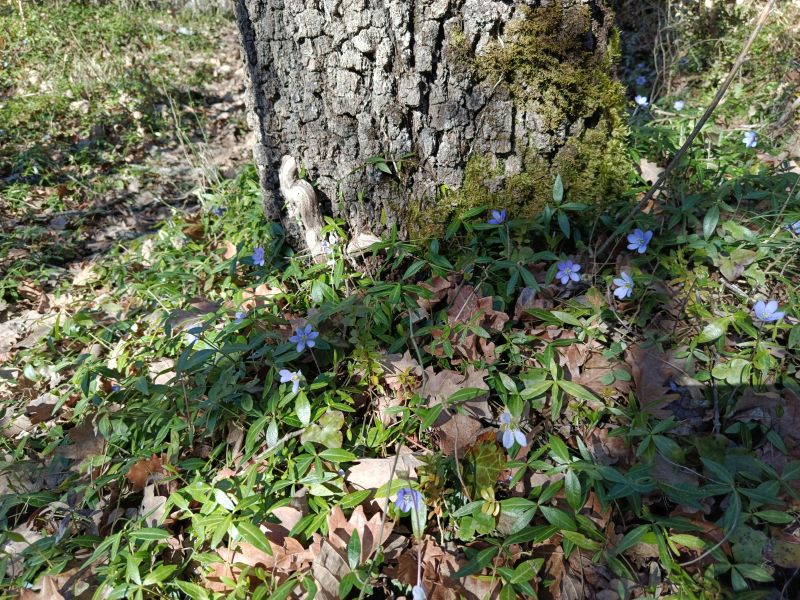 *Macérât bio de bourgeons : Pervenche