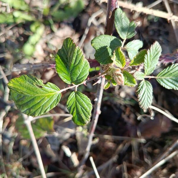 *Hydrolat (eau florale) bio : Ronce