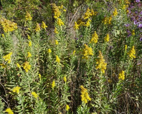 *Hydrolat (eau florale) bio : Verge d'or