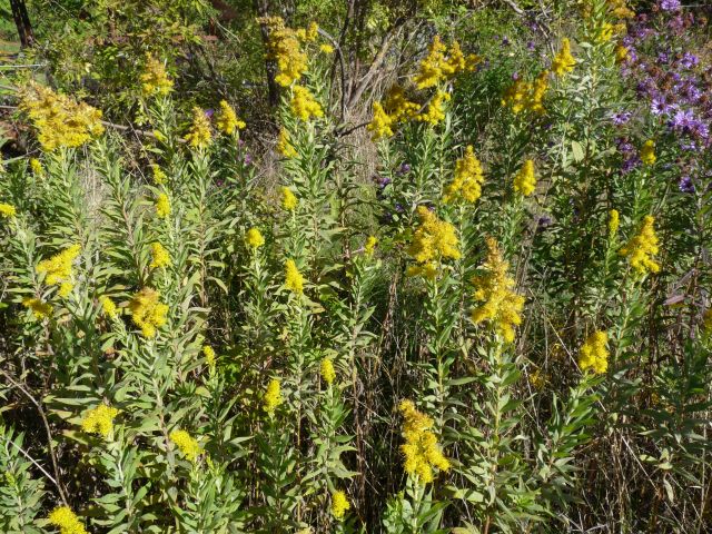 *Huile essentielle bio : Verge d'or