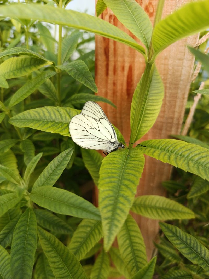 *Hydrolat (eau florale) bio : Verveine odorante
