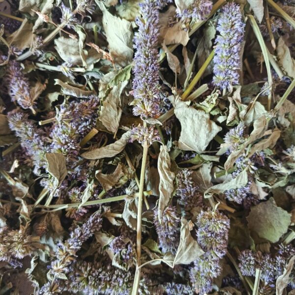 *Hydrolat (eau florale) bio : Agastache