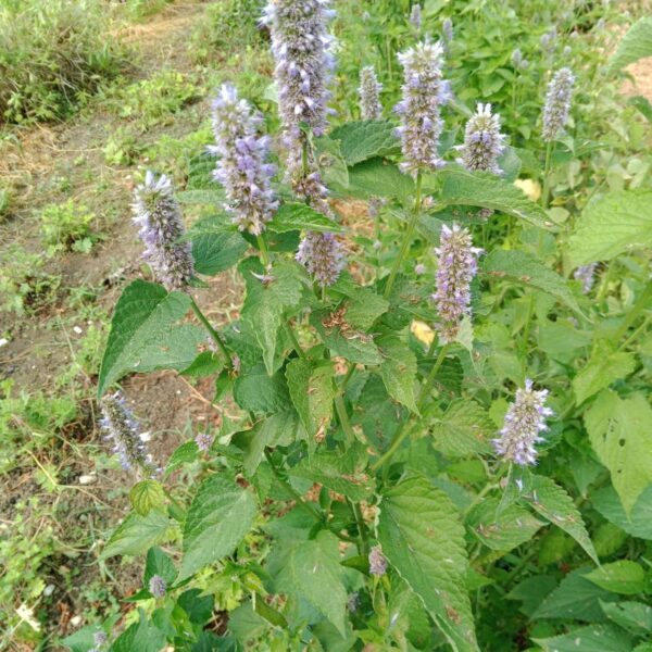 *Hydrolat (eau florale) bio : Agastache