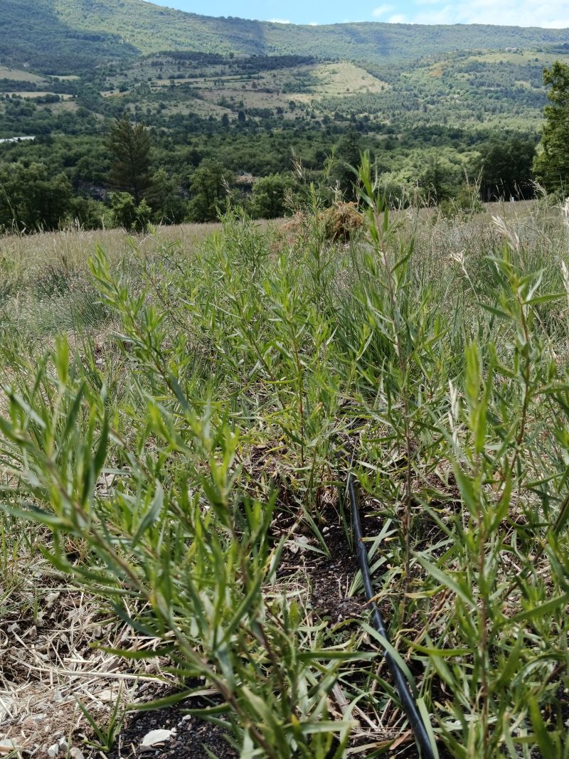 *Gélules bio : Estragon (180 gélules) – Image 2