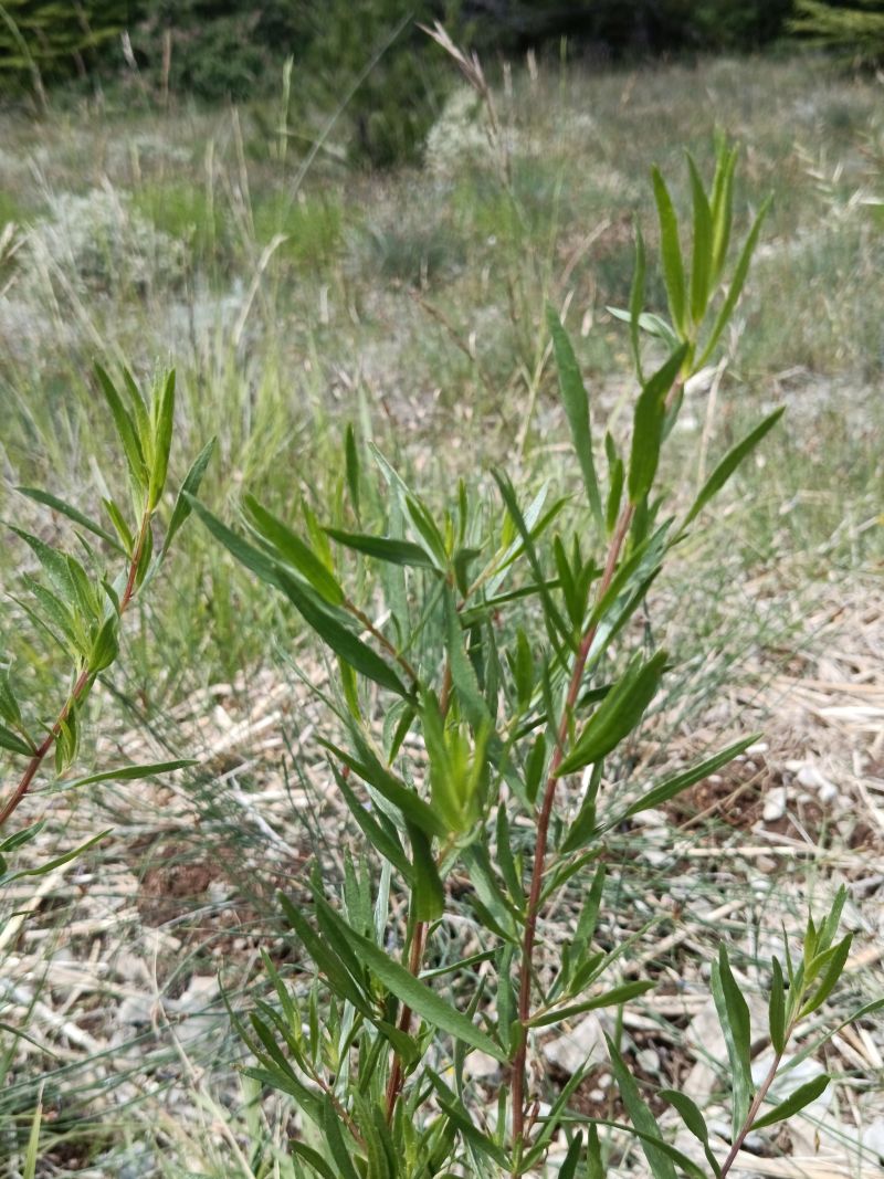 *Gélules bio : Estragon (180 gélules) – Image 3