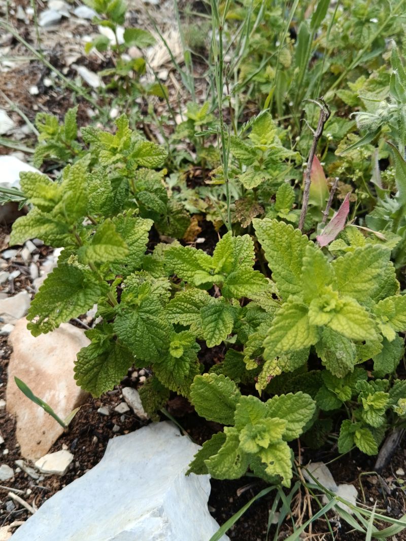 *Hydrolat (eau florale) bio : Menthe poivrée – Image 2