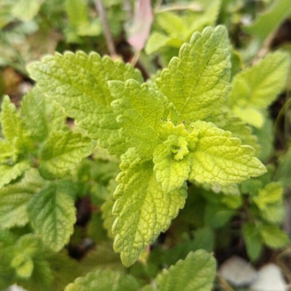 *Hydrolat (eau florale) bio : Menthe poivrée