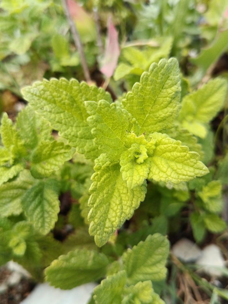 *Hydrolat (eau florale) bio : Menthe poivrée