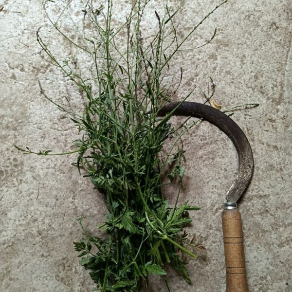 *Hydrolat (Eau florale) bio : Verveine officinale