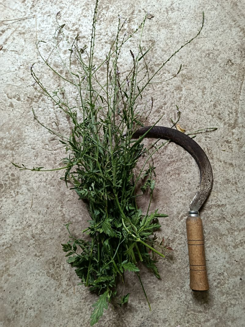 *Huile de macération : Verveine officinale