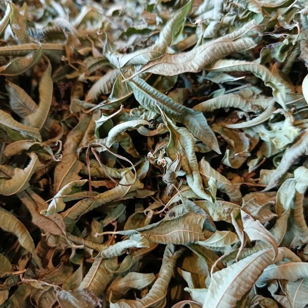 *Feuilles de Verveine odorante (vendues au gramme)